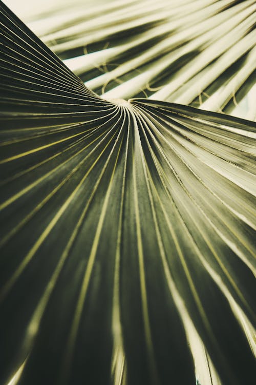 Green Palm Leaves in Close Up Photography