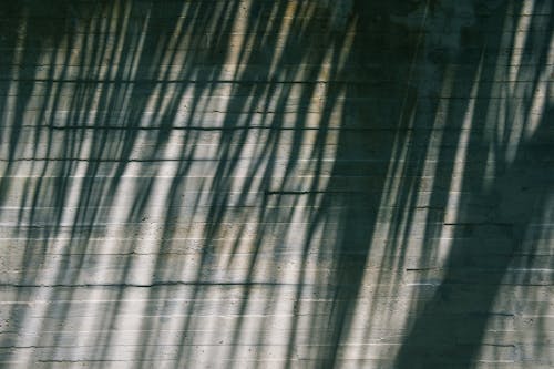 Základová fotografie zdarma na téma palmový list, stín, zeď
