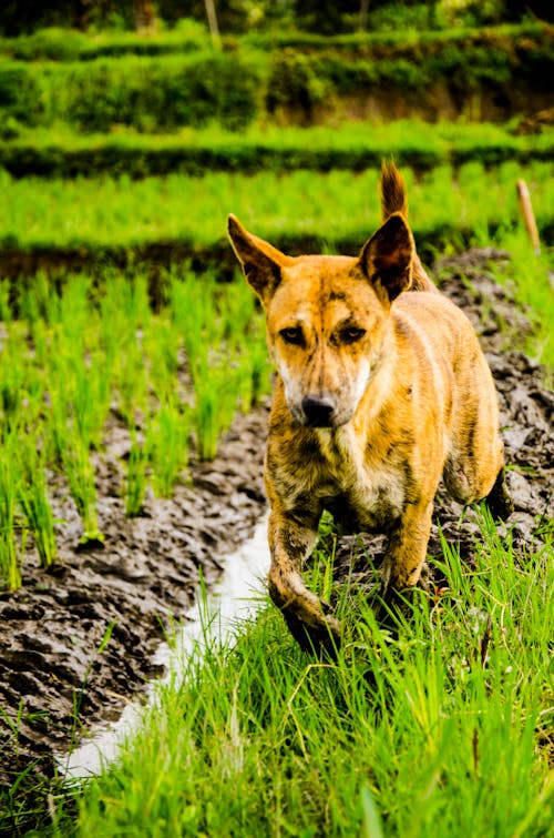 Easy dog running on a rice field