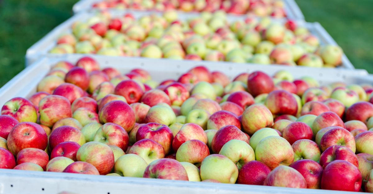 Wide view of Humla apple harvest with crates