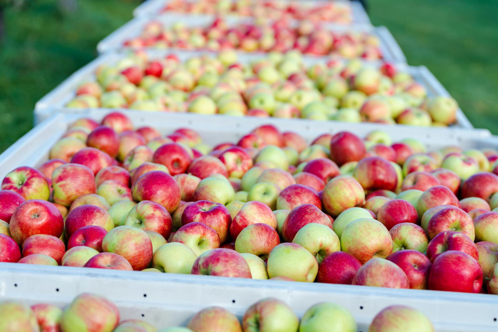 Red and Green Apples on White Plastic Crate