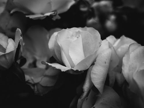 Grayscale Photo of Rose Flowers