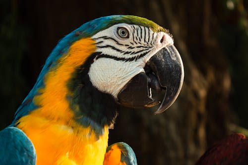 Macaw Bird in Close-Up Photography