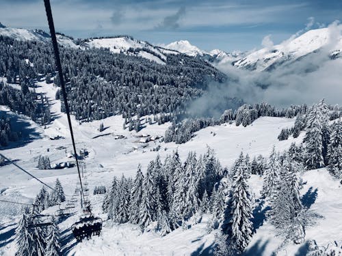 Free Snow Covered Pine Trees Below Running Cable Car during Day Stock Photo