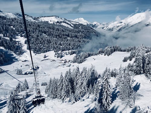 Schneebedeckte Kiefern Unter Laufender Seilbahn Während Des Tages