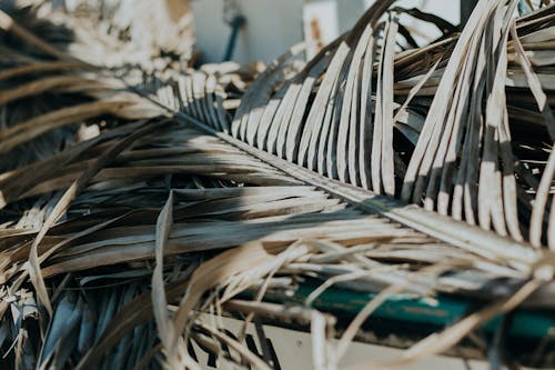 Dried Leaves of a Coconut