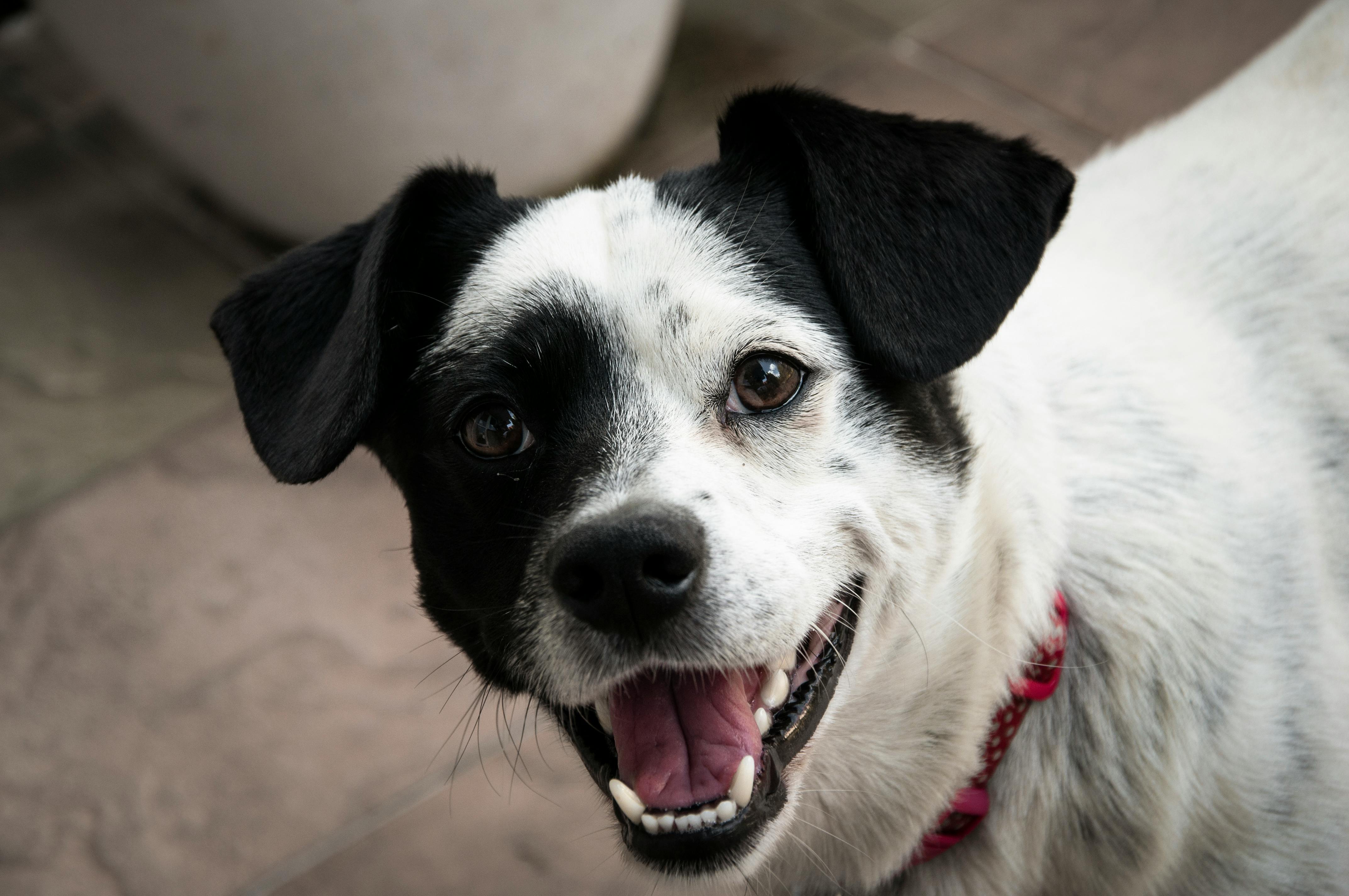 short coated white and black dog