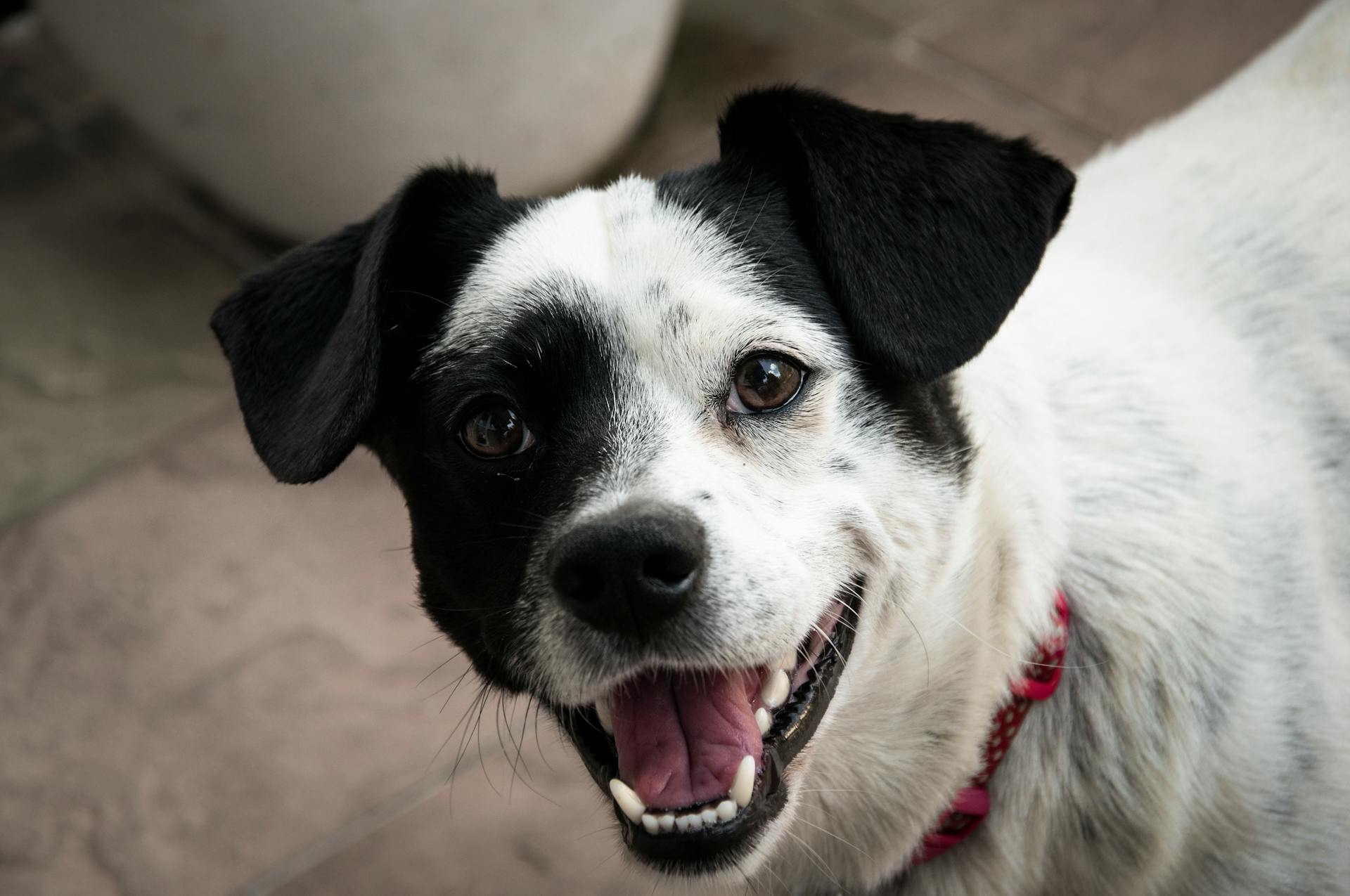 Korthårig vit och svart hund