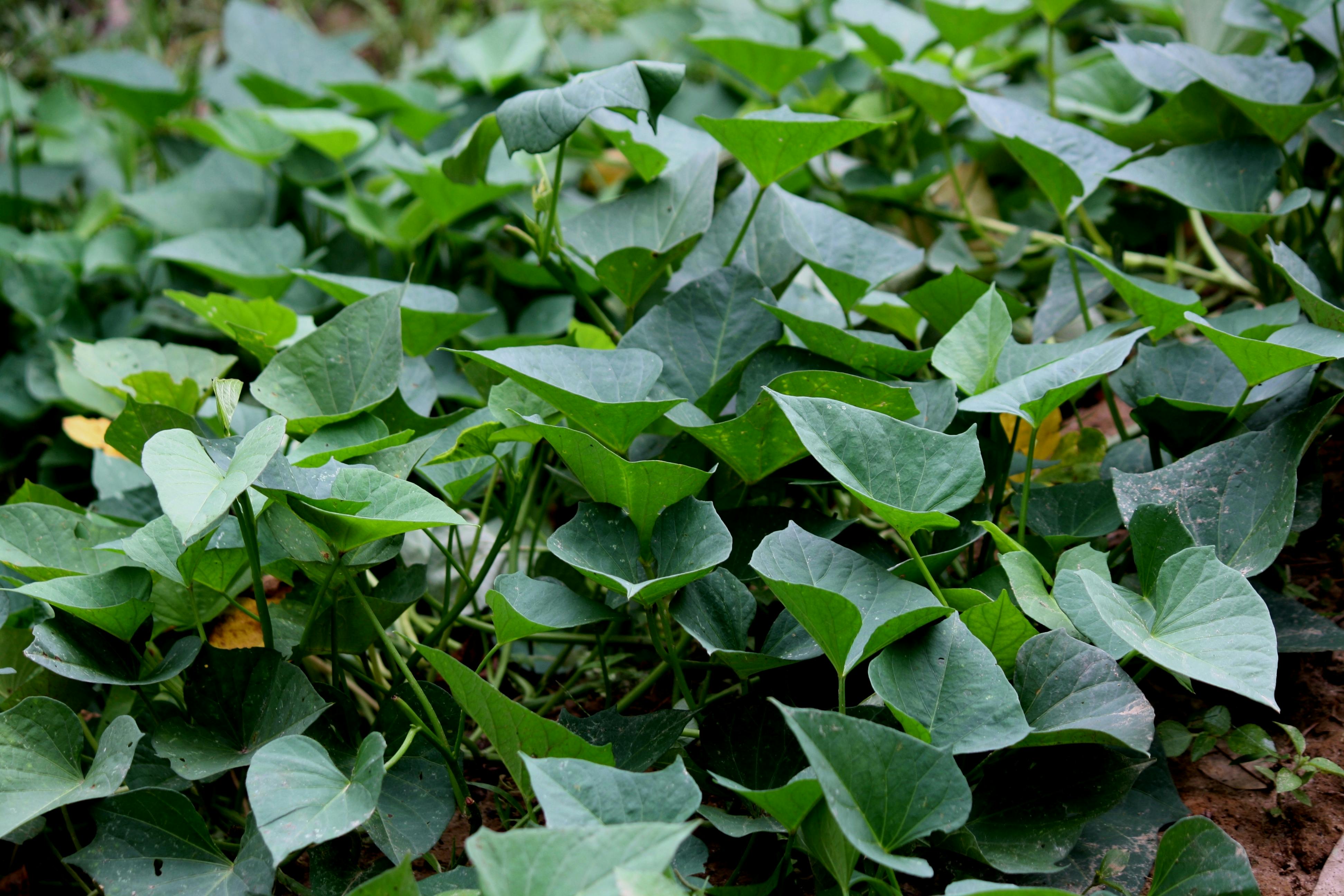 Free stock photo of Big leaf, green leaves, plants