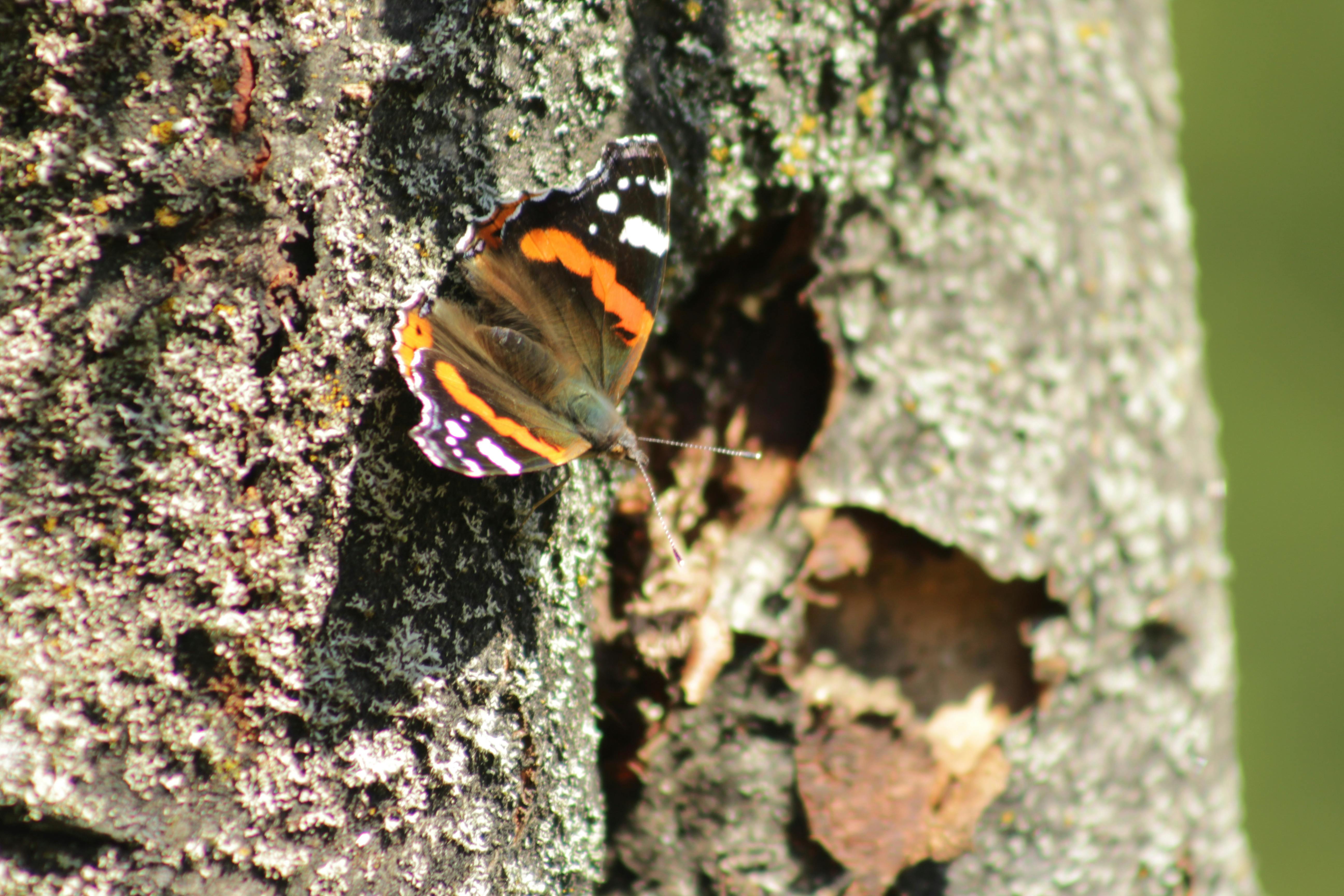 Free stock photo of butterfly, insect, log