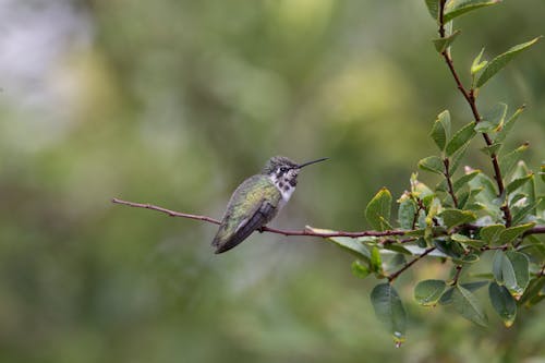 Immagine gratuita di animale, appollaiato, colibrì