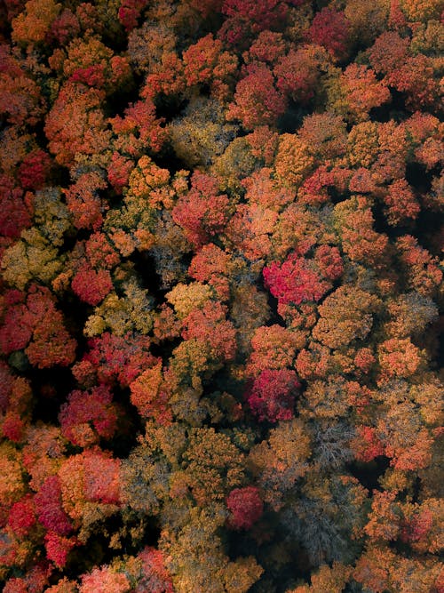 Бесплатное стоковое фото с Аэрофотосъемка, вертикальный выстрел, вид сверху