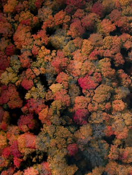A stunning aerial view showcasing colorful autumn trees in full foliage.