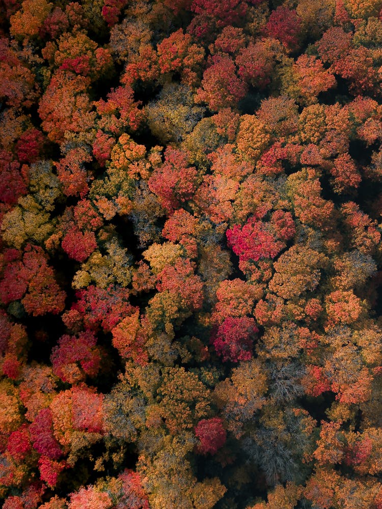 Colorful Trees In The Forest