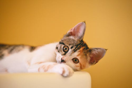 Ilmainen kuvapankkikuva tunnisteilla calico cat, eläinkuvaus, katsominen Kuvapankkikuva