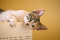 一只毛茸茸的可爱小猫懒洋洋地躺在室内，在温暖的黄色背景映衬下，展现出它顽皮的本性