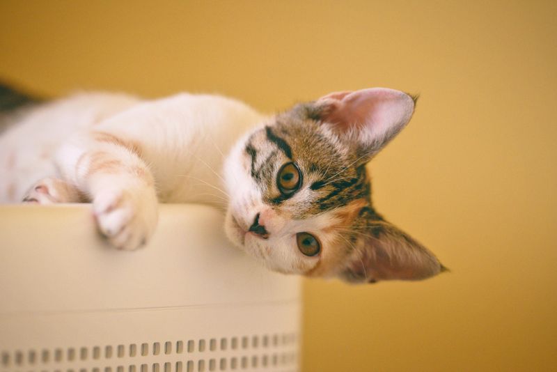 is cat insurance worth it for indoor cat - the real high-cost medical threats facing indoor cats