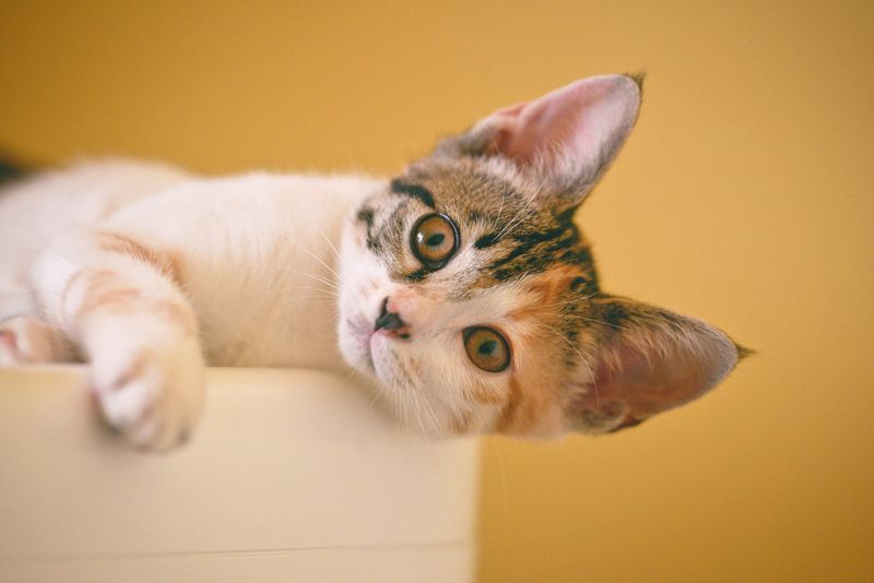 is cat insurance worth it for indoor cat - comparative financial scenarios: real feline invoices analyzed