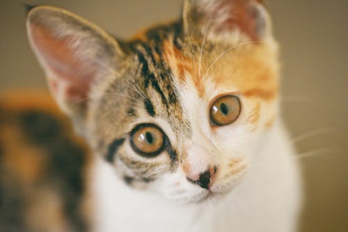 Close-up Photo of Short-furred White and Brown Cat