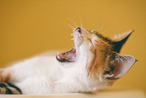 Calico Cat Yawning