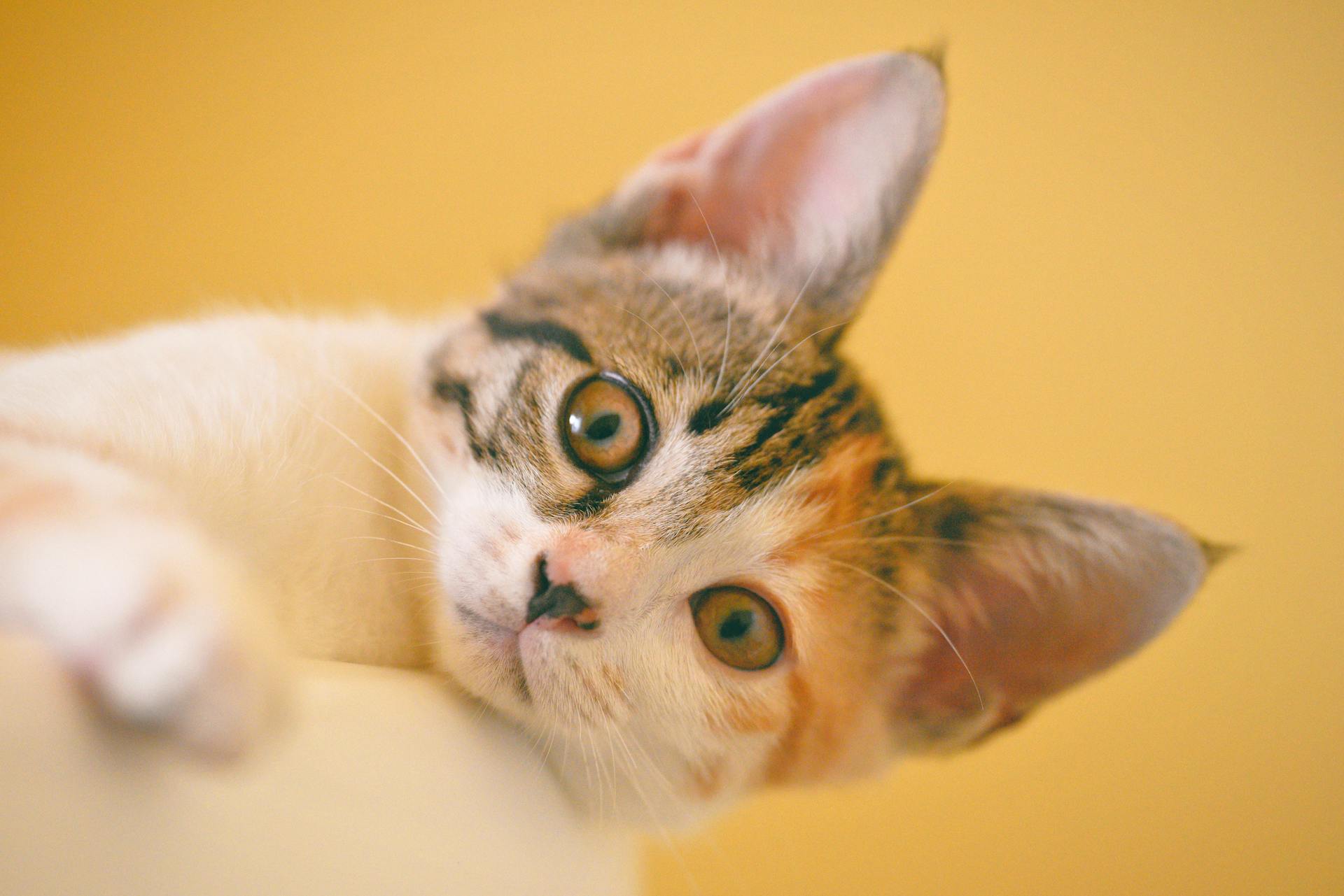 Focus Photo of Short-fur White, Black, and Orange Cat