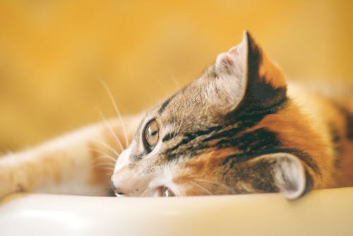 무료 옥양목 고양이의 얕은 초점 사진 스톡 사진