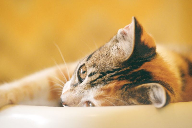 pet insurance for cats with diabetes - can you get pet insurance for a cat already diagnosed with diabetes?