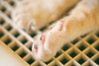 猫科动物爪子放在炉栅上的特写，细节可爱而柔软