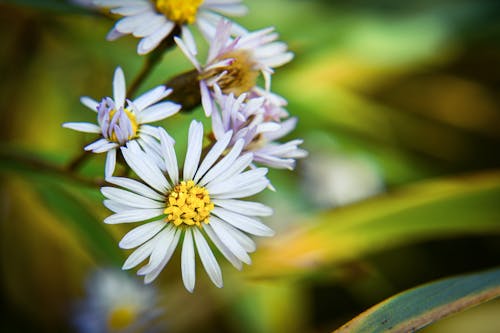 Flowers in Close Up Photography