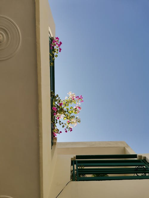 Imagine de stoc gratuită din balcon, Bougainvillea, centrale