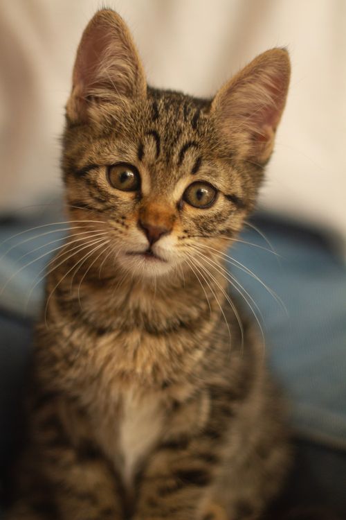 Tabby Cat in Close Up Photography · Free Stock Photo