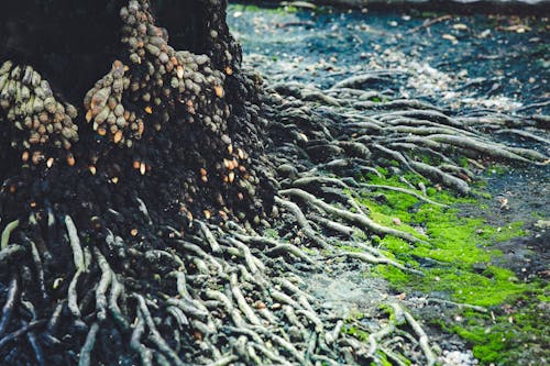 Free Roots Of A Tree Stock Photo