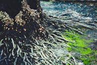 特写视图中，树根与充满活力的绿色苔藓交织在一起，展现了大自然的韧性