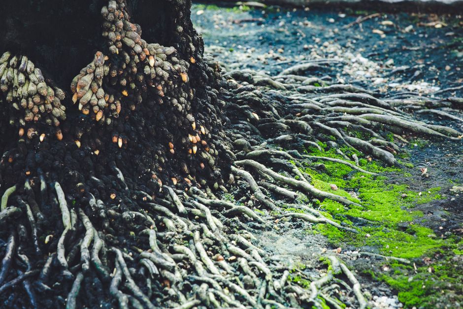 Kostnadsfri bild av natur, rötter, träd