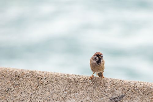 Free A small sparrow perched on a concrete ledge with a blurred, aquatic background. Stock Photo