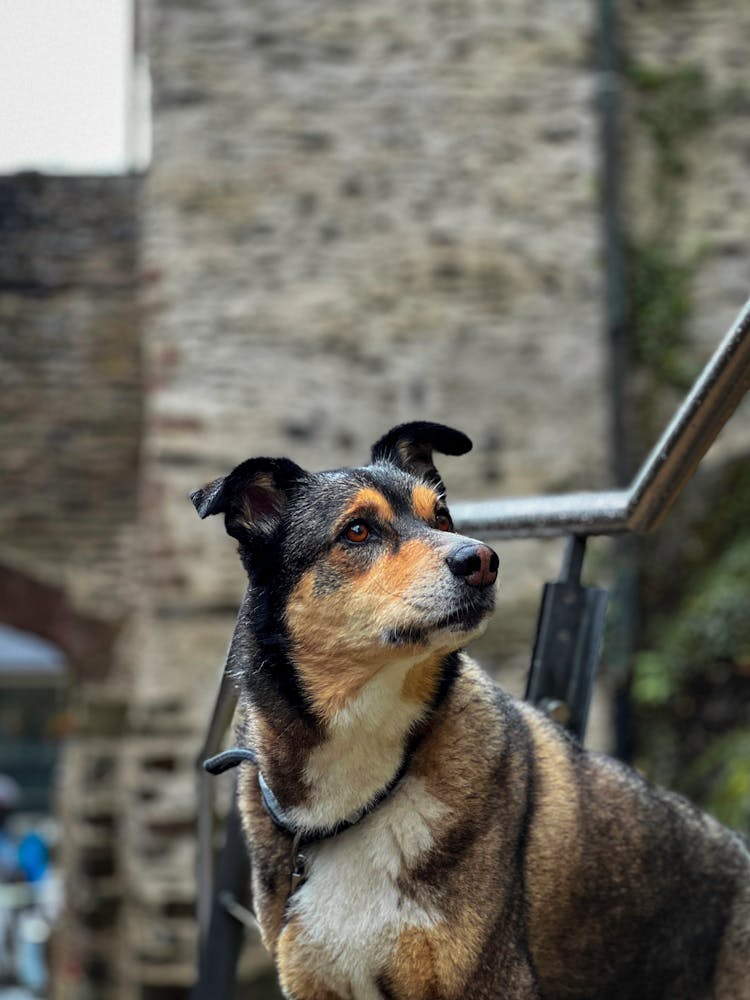 Austrian Pinscher Dog In A Leash