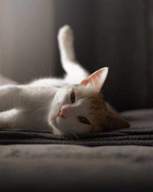 Free A white and ginger cat relaxing on a bed with warm sunlight filtering through. Stock Photo