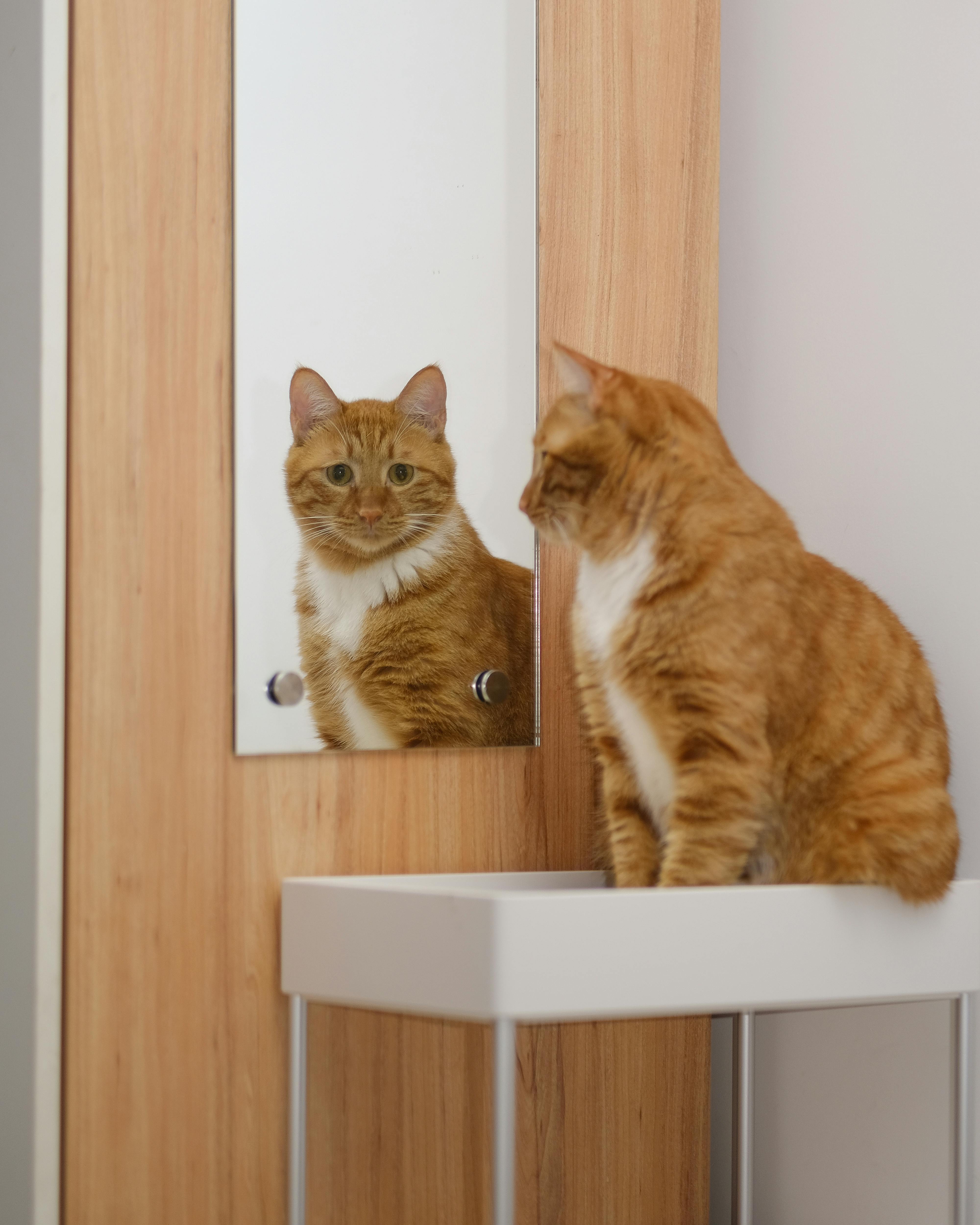 Free stock photo of cat, mirror, orange