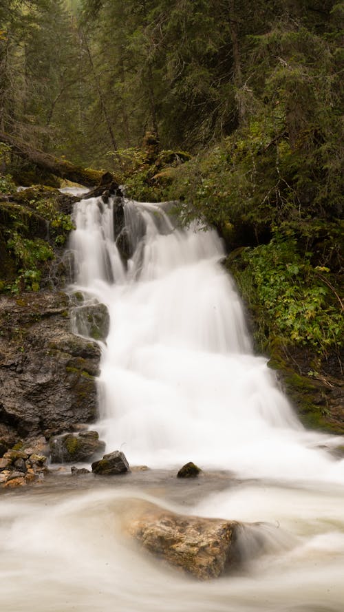 Fotos de stock gratuitas de bosque, cascada, caudal