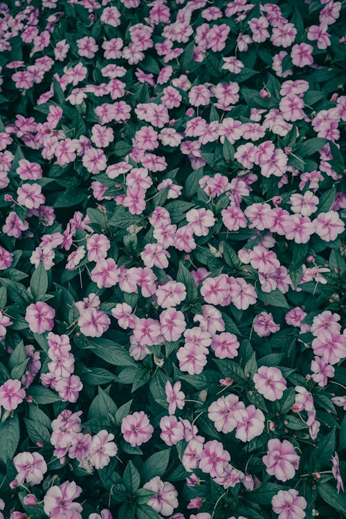 바탕화면, 분홍색 꽃, 수직 쐈어의 무료 스톡 사진