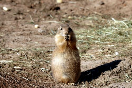Free A cute prairie dog standing alertly in a natural environment, showcasing wildlife behavior. Stock Photo