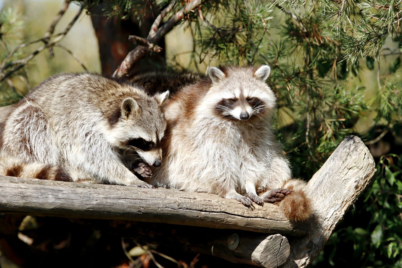 two raccoons sitting on a log surrounded by lush greenery on a sunny d
