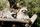 raccoon