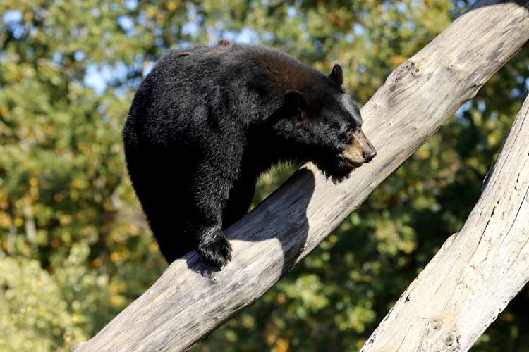 Black Bear On Brown Tree Branch