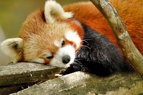 Red Panda on Brown Tree Trunk