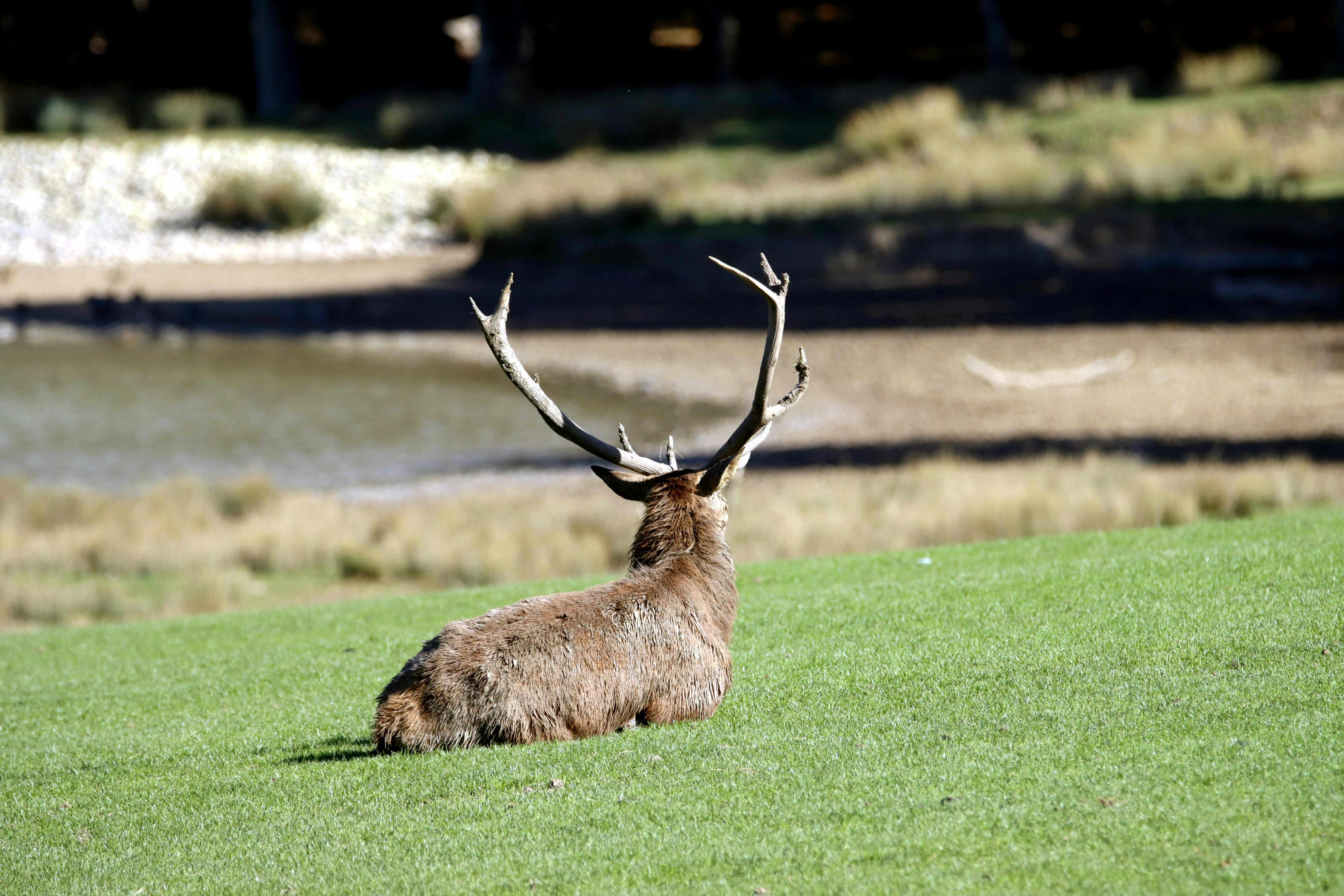 grátis Foto profissional grátis de água, ambiente natural, animais selvagens Foto profissional