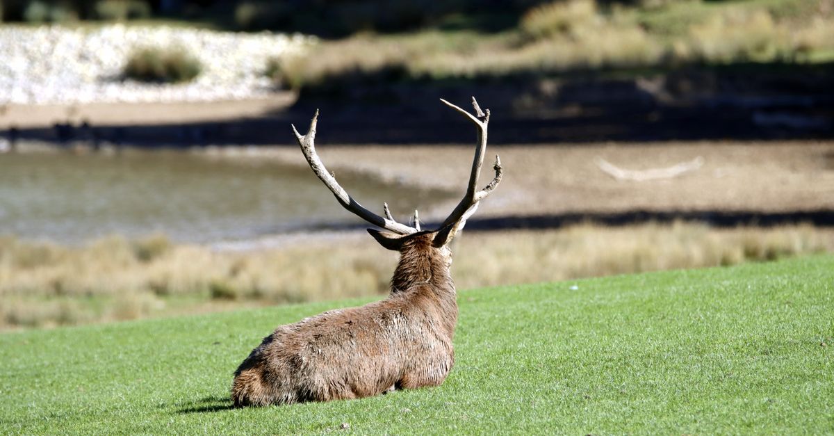 Parc Animalier Pyrénées : Guide Visite