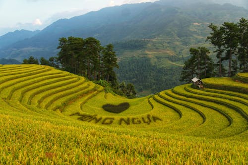 Rice Terraces in the Mountain