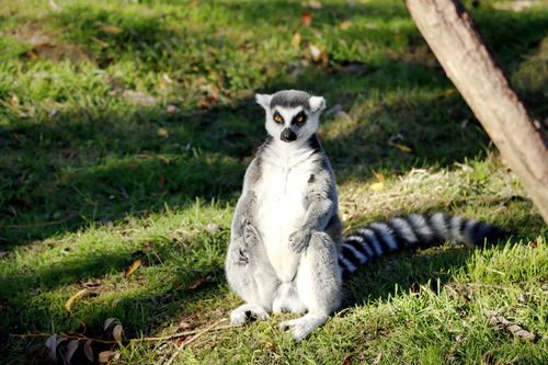 Free A ring-tailed lemur sitting in the sunlight, showcasing its distinct markings against a grassy background. Stock Photo