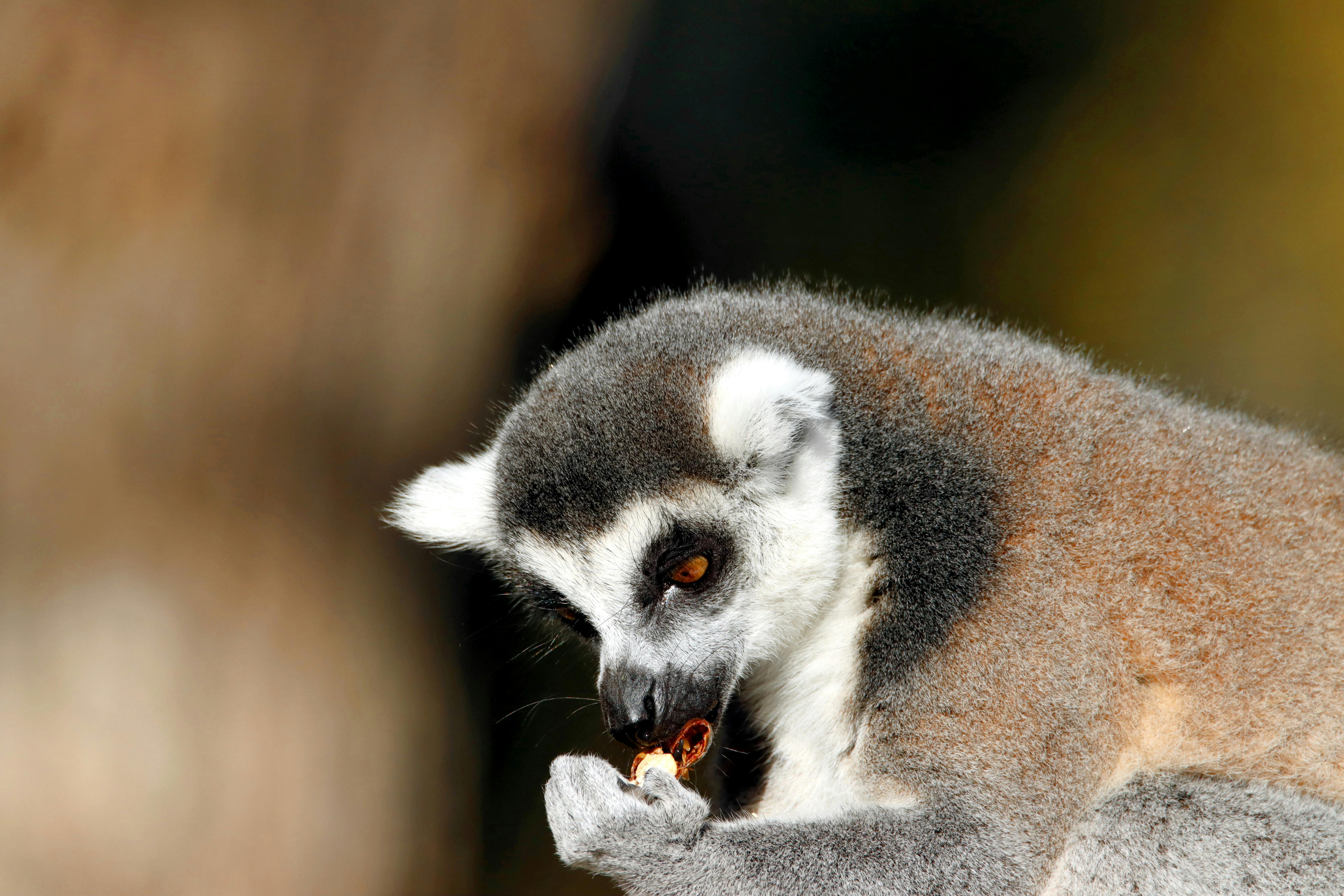 A Bright Future For Ecotourism In Madagascar